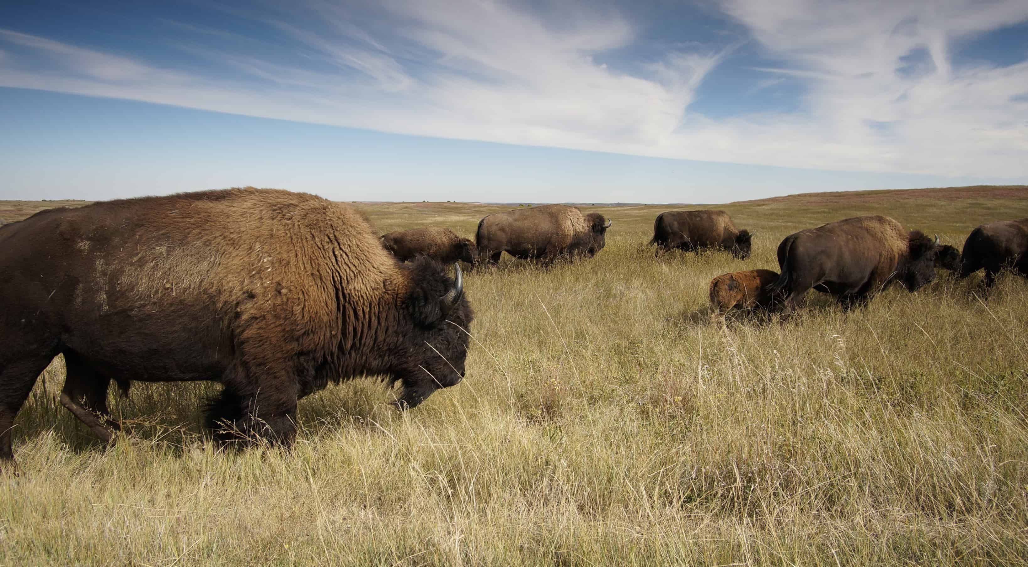 Suzanne Buffam Sketch